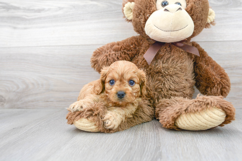 Funny Cavapoo Poodle Mix Pup