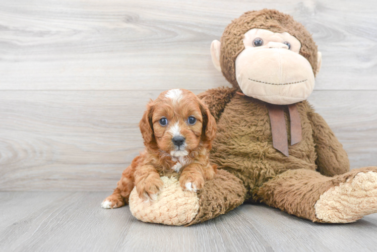 Popular Cavapoo Poodle Mix Pup