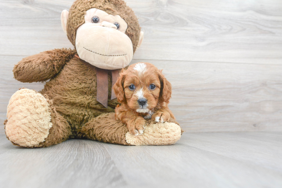 Best Cavapoo Baby