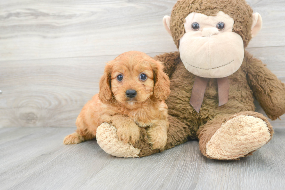 Playful Cavoodle Poodle Mix Puppy