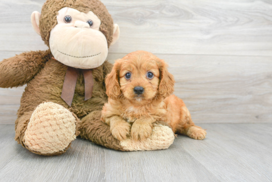 Cavapoo Pup Being Cute