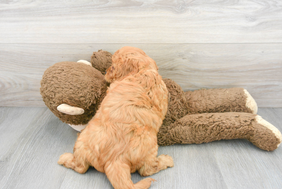 Small Cavapoo Baby