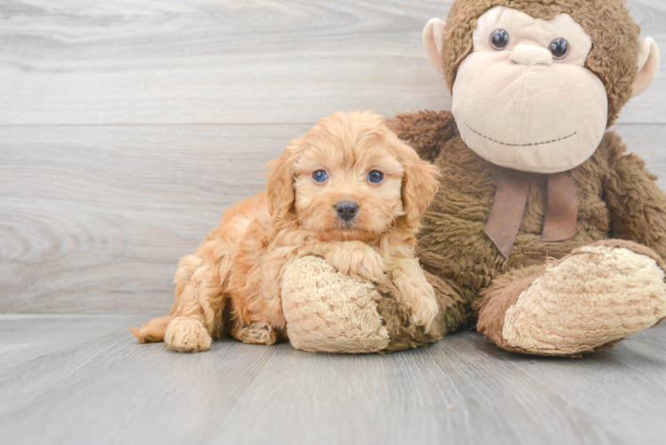 Friendly Cavapoo Baby