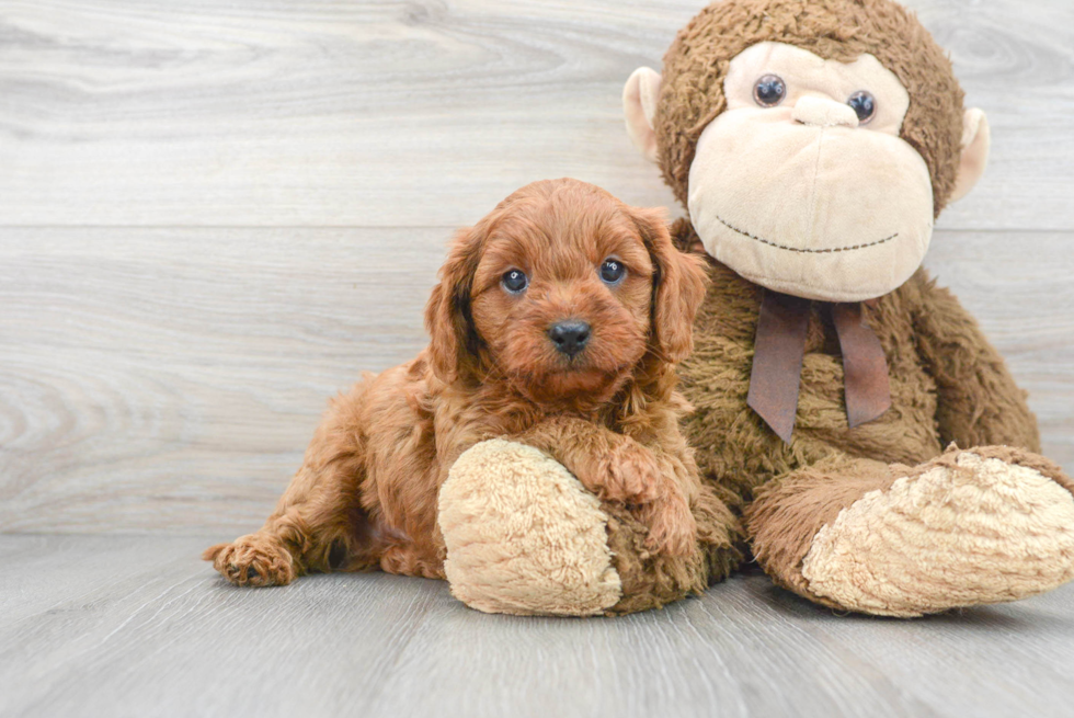 Petite Cavapoo Poodle Mix Pup