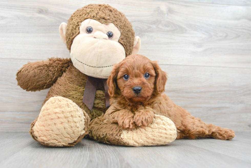 Energetic Cavoodle Poodle Mix Puppy