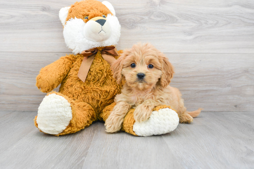 Cavapoo Puppy for Adoption