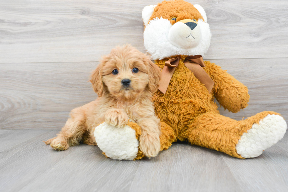 Hypoallergenic Cavoodle Poodle Mix Puppy