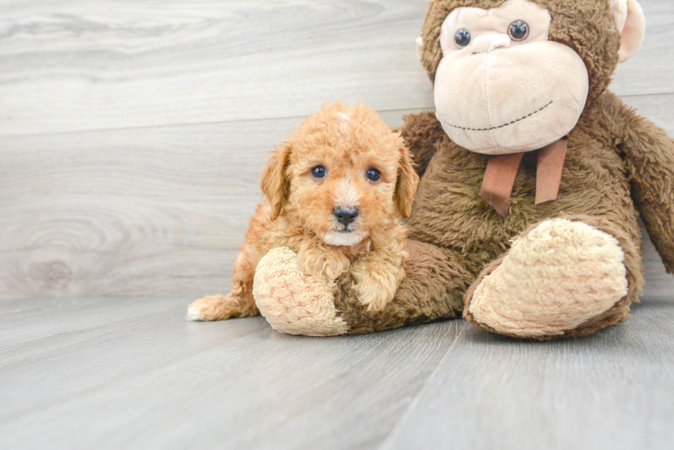 Cavapoo Puppy for Adoption