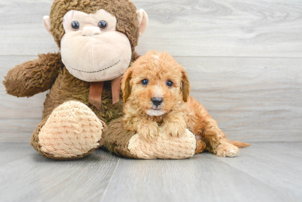 Best Cavapoo Baby