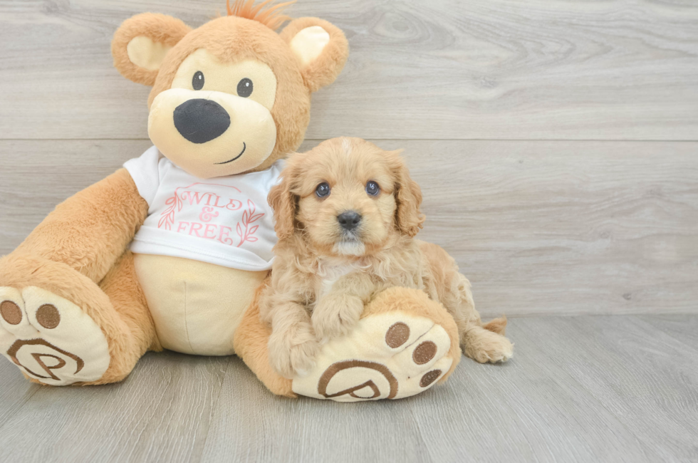 7 week old Cavapoo Puppy For Sale - Premier Pups