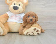 8 week old Cavapoo Puppy For Sale - Premier Pups