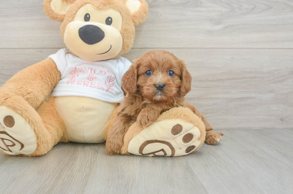 7 week old Cavapoo Puppy For Sale - Premier Pups