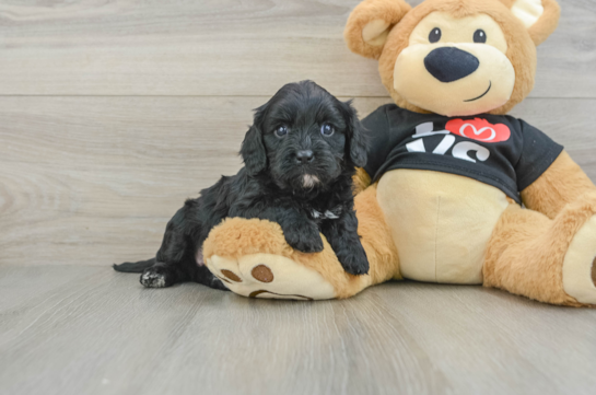 Sweet Cavapoo Baby