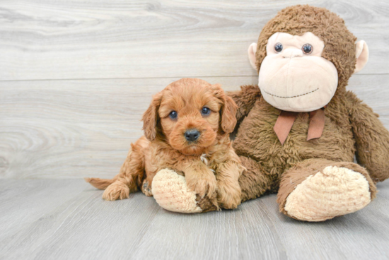 Little Cavoodle Poodle Mix Puppy