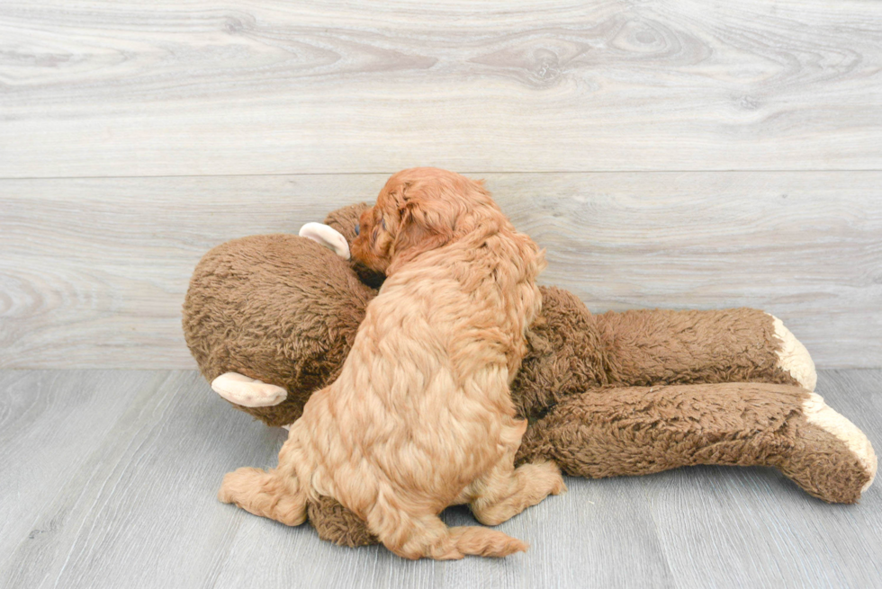 Sweet Cavapoo Baby