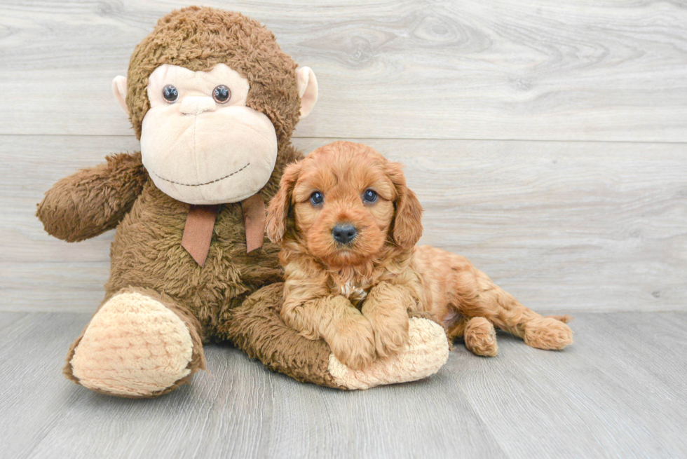 Sweet Cavapoo Baby