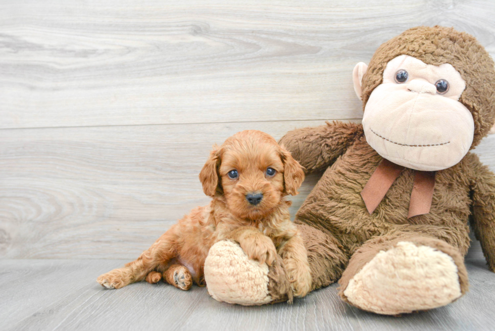 Cavapoo Puppy for Adoption