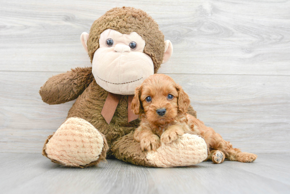 Cavapoo Puppy for Adoption