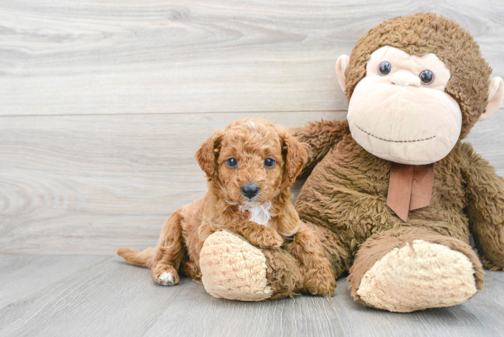 Energetic Cavoodle Poodle Mix Puppy