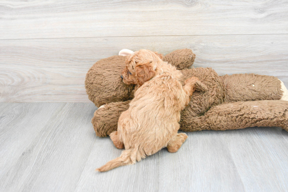 Cavapoo Pup Being Cute