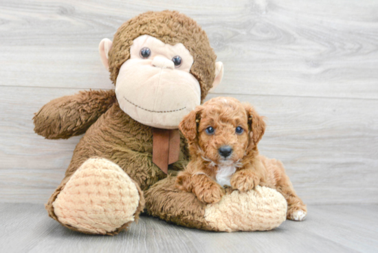 Happy Cavapoo Baby