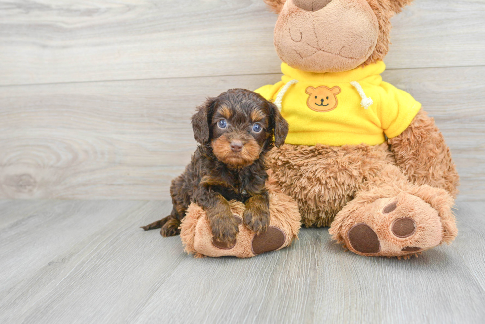 Friendly Cavapoo Baby