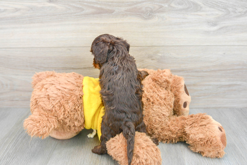 Cute Cavapoo Baby