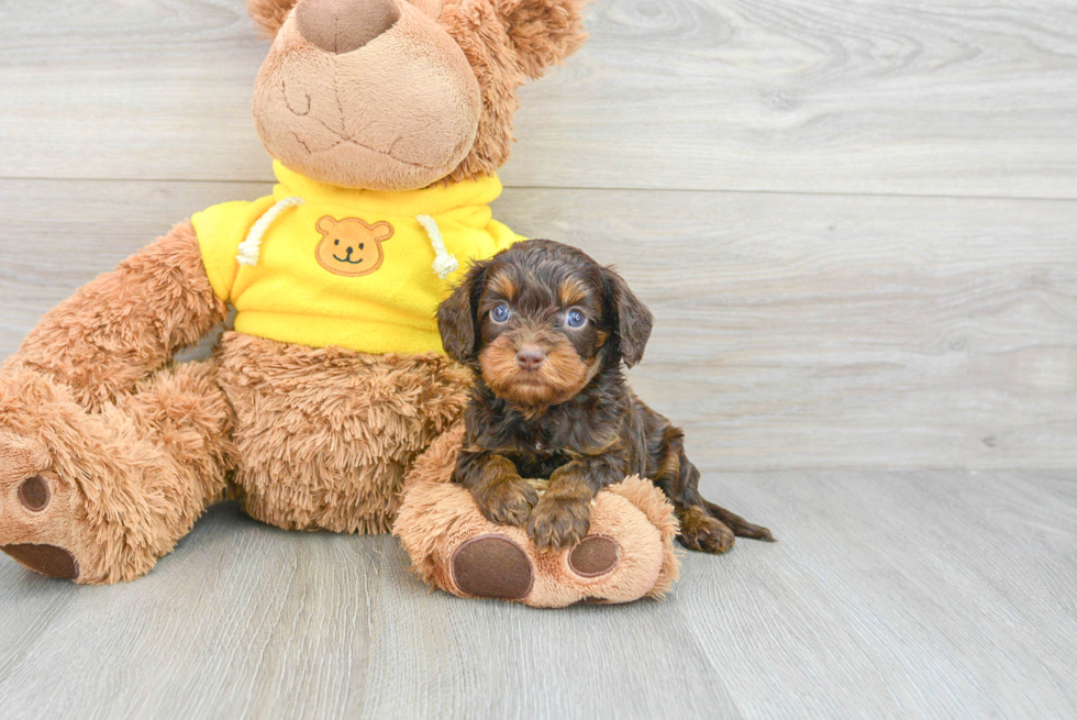 Sweet Cavapoo Baby