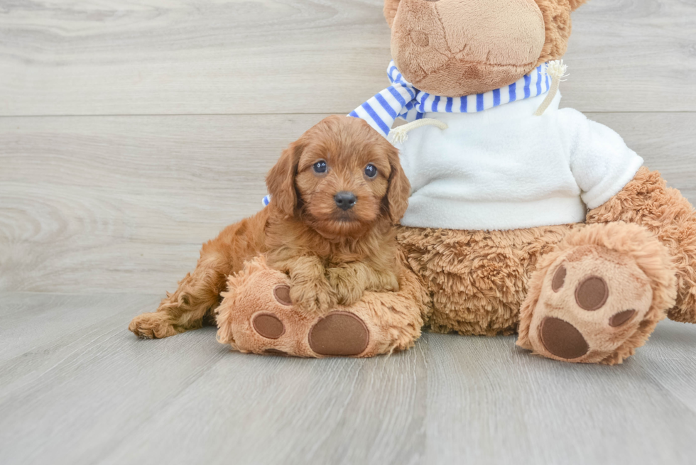 Cavapoo Pup Being Cute