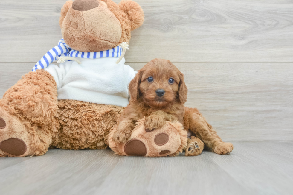 Cavapoo Pup Being Cute