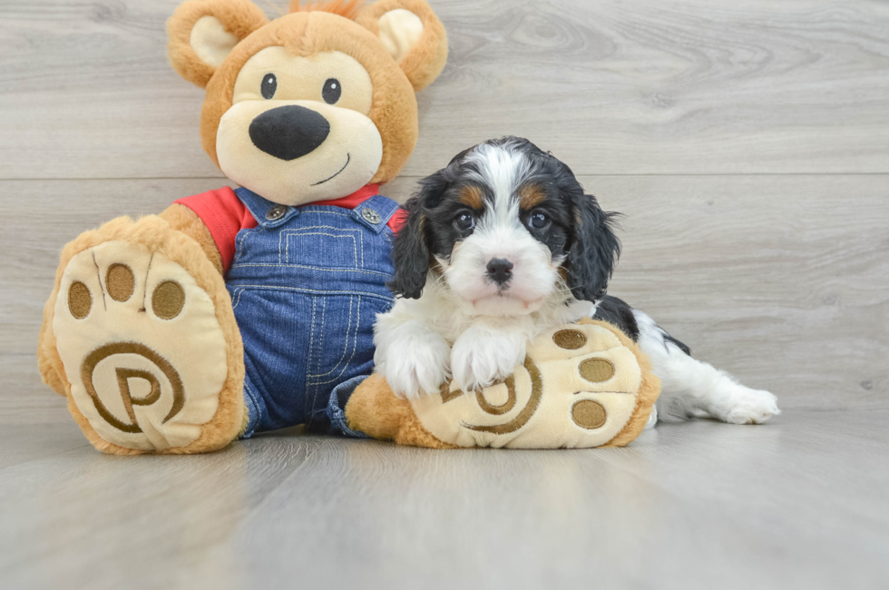 6 week old Cavapoo Puppy For Sale - Premier Pups