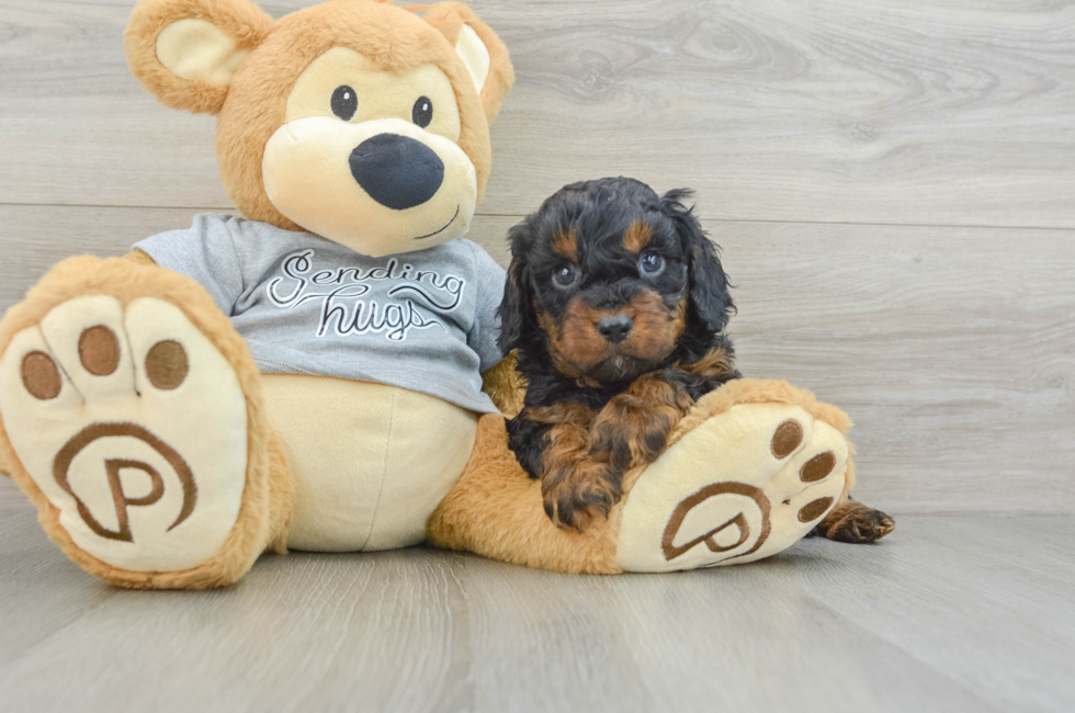 5 week old Cavapoo Puppy For Sale - Premier Pups