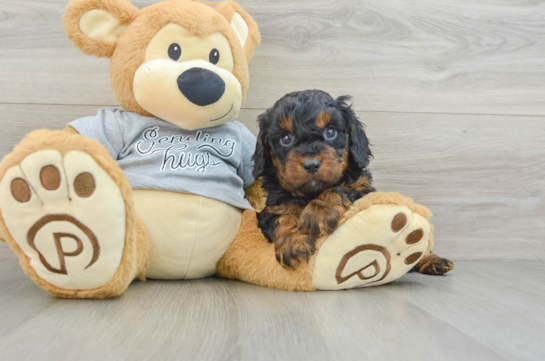 Cavapoo Puppy for Adoption