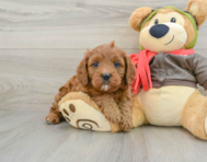 8 week old Cavapoo Puppy For Sale - Premier Pups