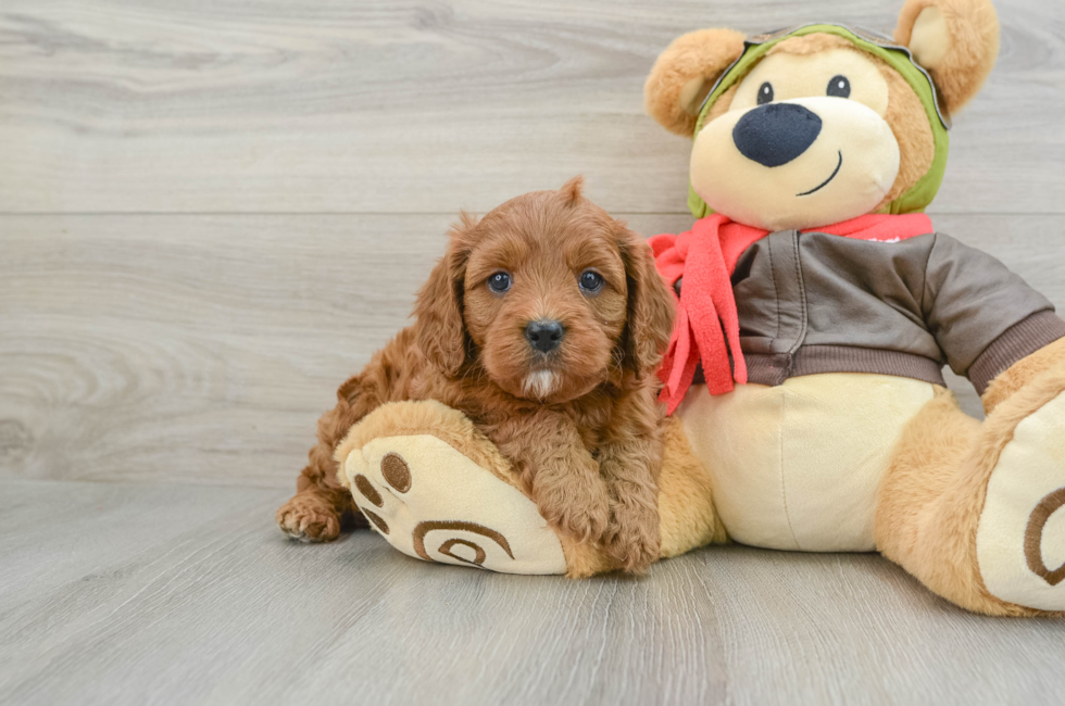 5 week old Cavapoo Puppy For Sale - Premier Pups