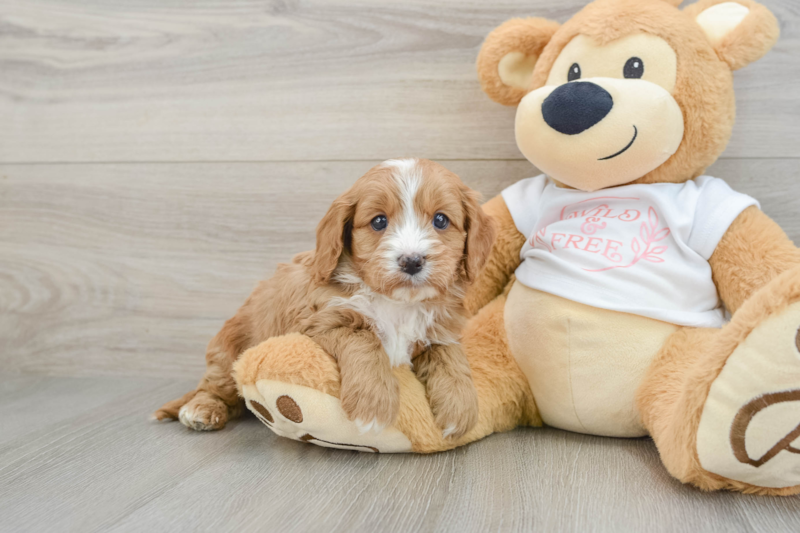 Meet Roger - our Cavapoo Puppy Photo 1/3 - Premier Pups