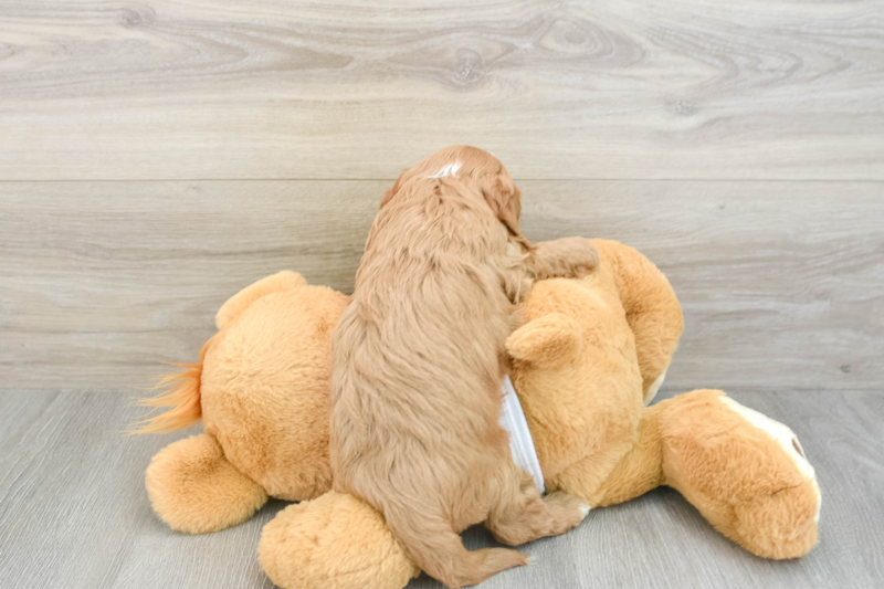 Meet Roger - our Cavapoo Puppy Photo 2/3 - Premier Pups