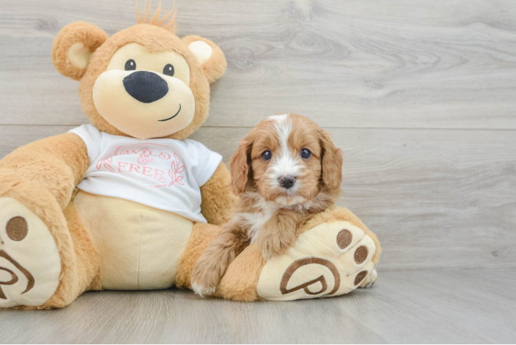 Cavapoo Puppy for Adoption