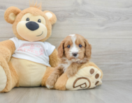 8 week old Cavapoo Puppy For Sale - Premier Pups