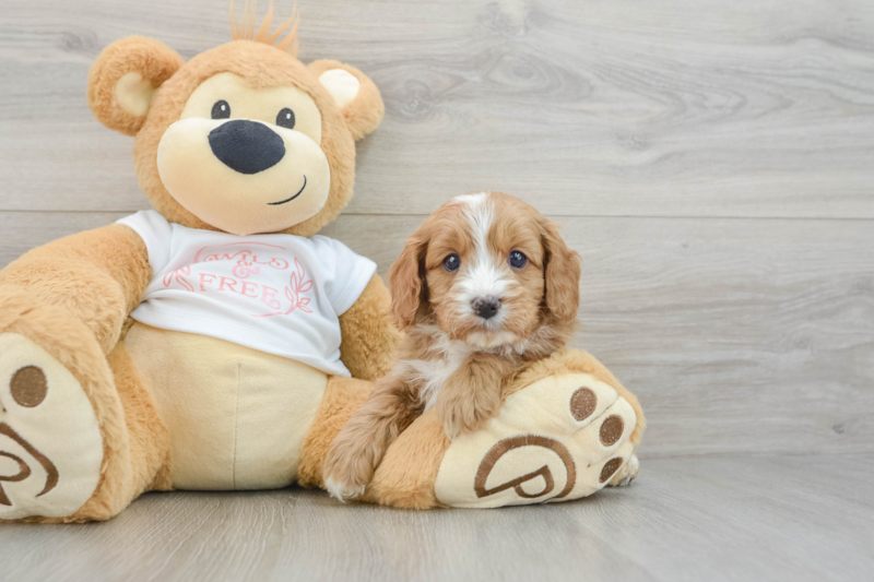 Meet Roger - our Cavapoo Puppy Photo 3/3 - Premier Pups