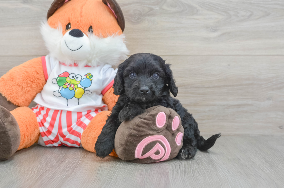 7 week old Cavapoo Puppy For Sale - Premier Pups