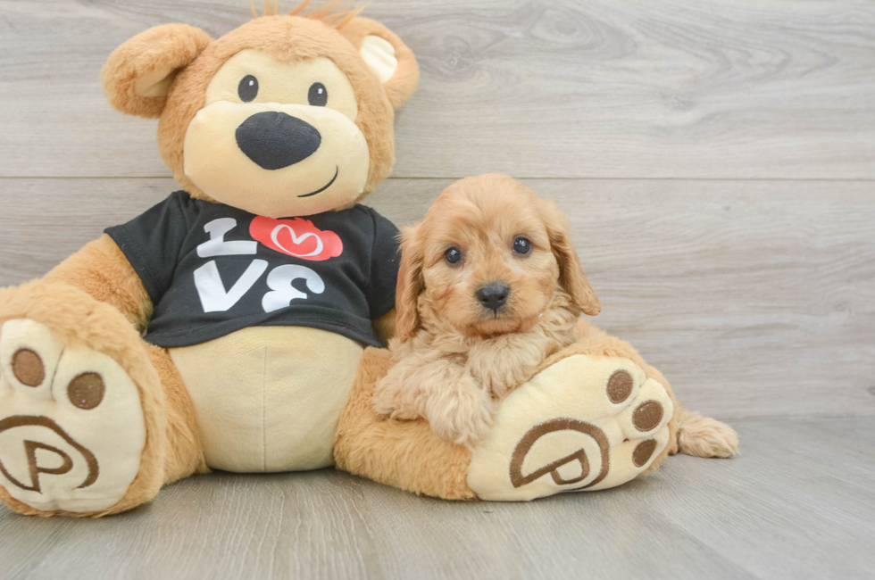 6 week old Cavapoo Puppy For Sale - Premier Pups
