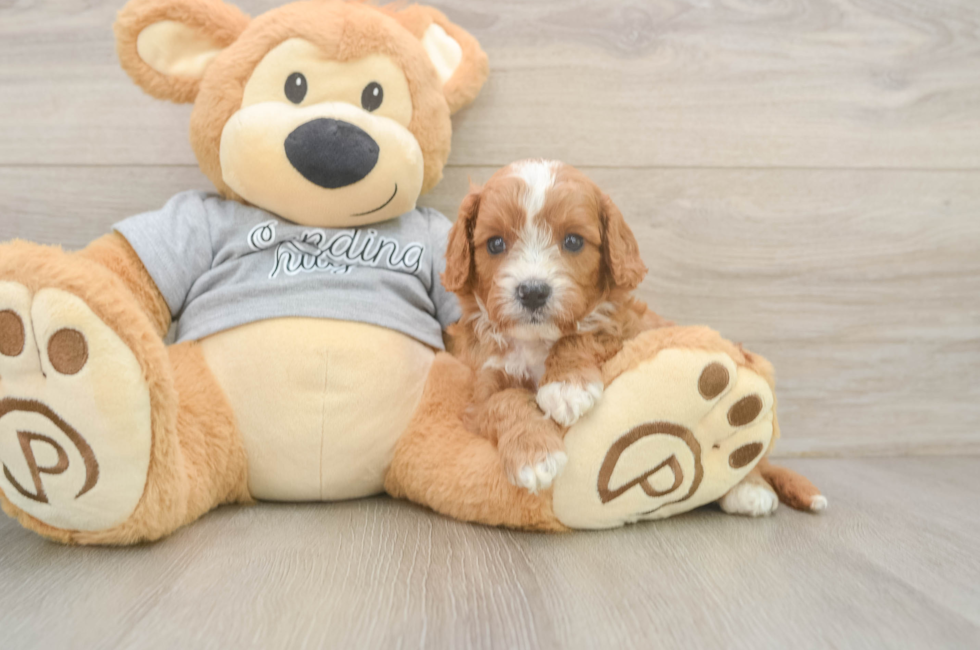 5 week old Cavapoo Puppy For Sale - Premier Pups