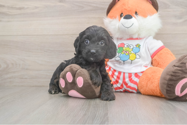 Energetic Cavoodle Poodle Mix Puppy