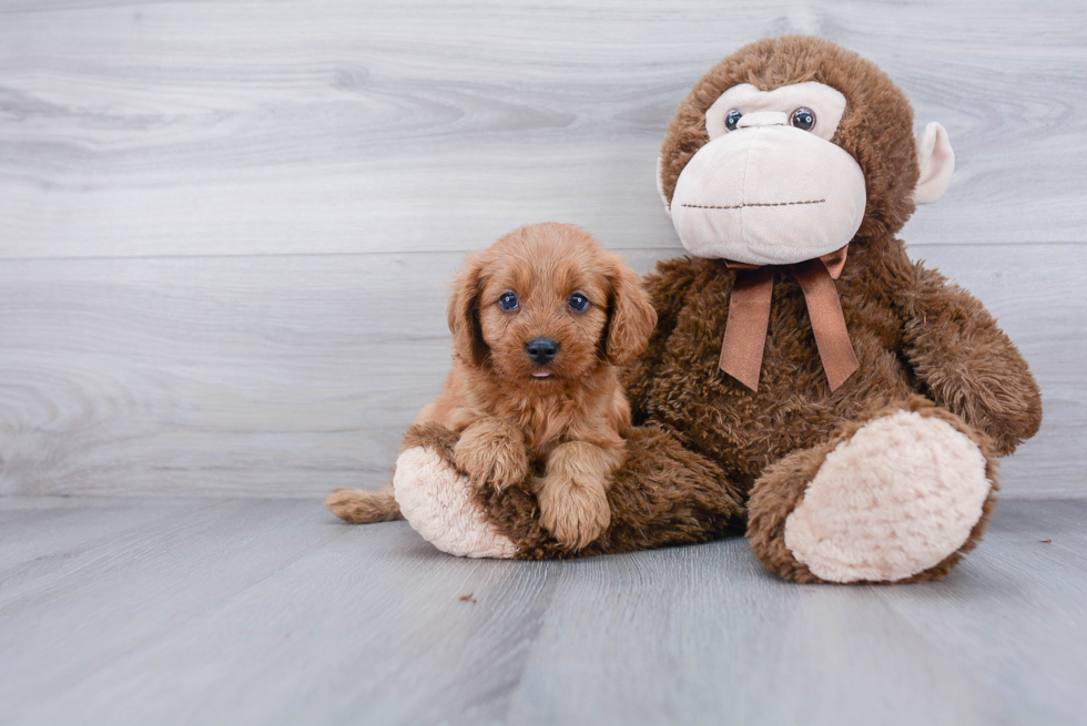 Cavapoo Puppy for Adoption