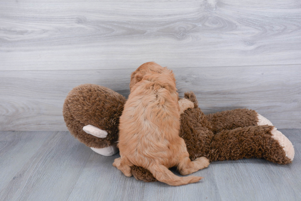 Smart Cavapoo Poodle Mix Pup