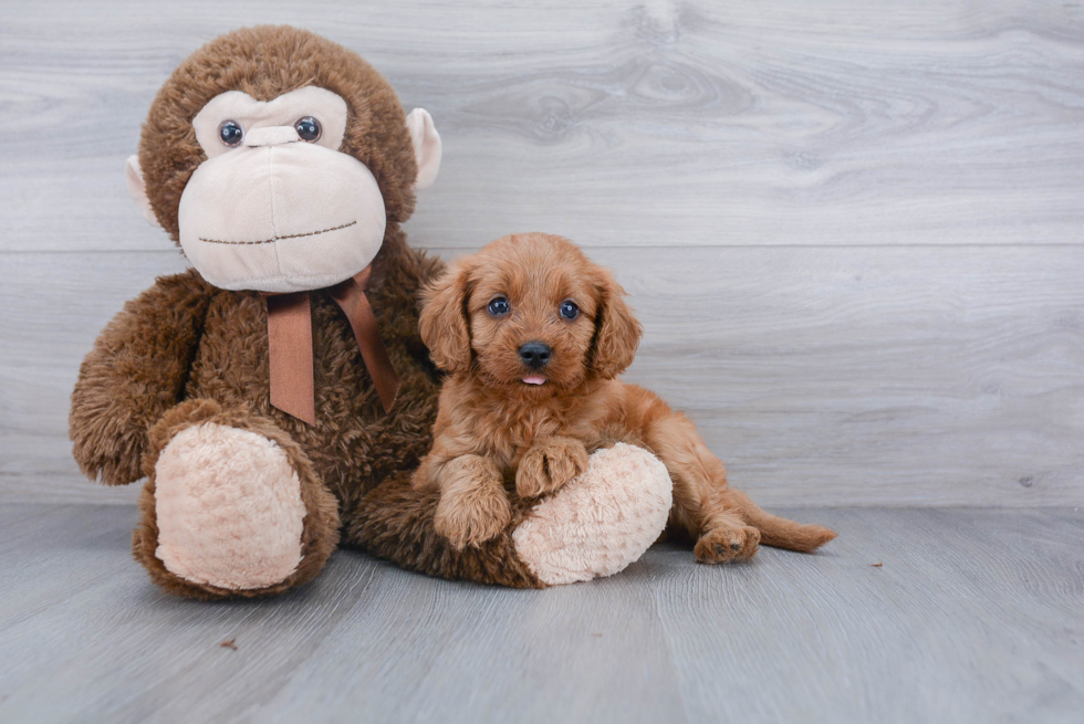 Cavapoo Pup Being Cute