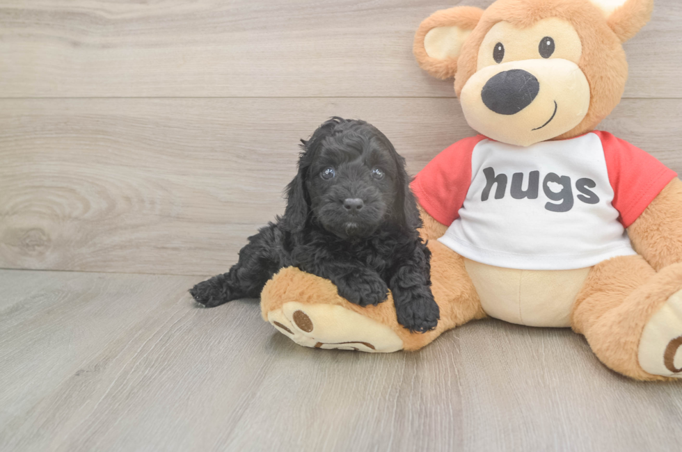 5 week old Cavapoo Puppy For Sale - Premier Pups