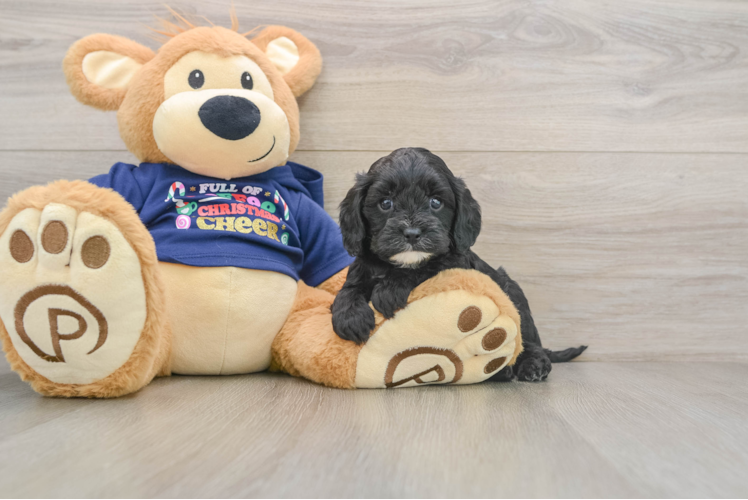 Friendly Cavapoo Baby