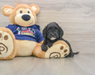 6 week old Cavapoo Puppy For Sale - Premier Pups